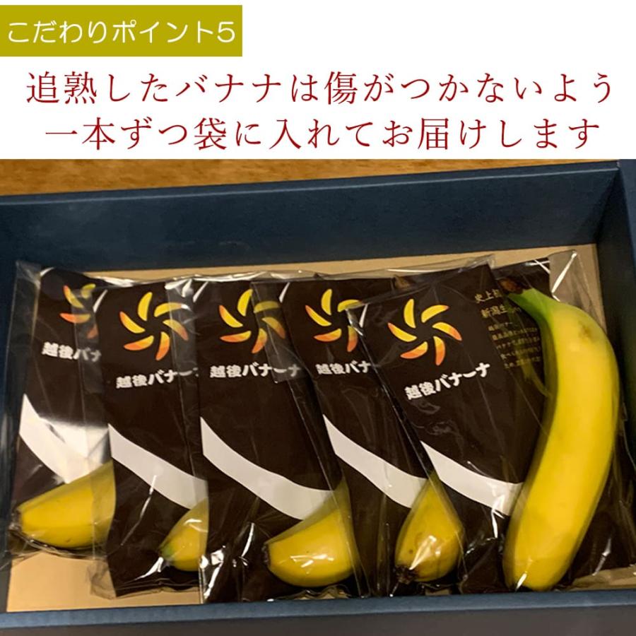 バナナ 国産無農薬 新潟県産 越後バナーナ 約500gギフトボックス 皮ごと食べられるバナナ フルーツ 贈り物 贈答 数量限定 最高級バナナ