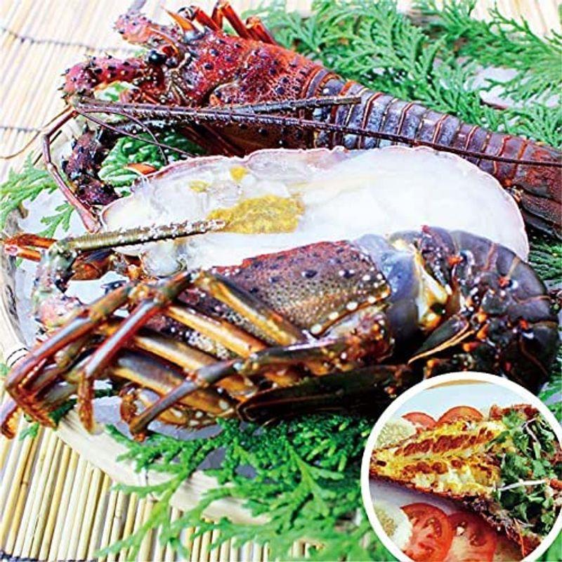 伊勢海老 冷凍（加熱用） 特大（800g?1kｇ）1尾 魚介類 （活〆冷凍）