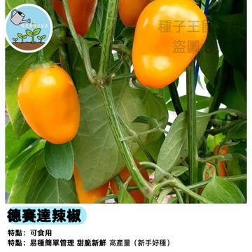 佳美 🌶️【稀有品種】德賽達辣椒 Rocoto 種子 中辣墨西哥椒 黑紫色葉片可觀賞 多年生/耐寒 果肉厚多汁