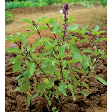 【拈花微笑】紅骨九層塔｜種子｜1g｜非基因改造種子｜蔬菜｜蔬果｜有機無毒｜高發芽率
