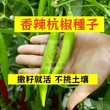 🌱早熟高產 🌶️香辣杭椒種子LJ-55 適應力強 不挑土壤 分枝強壯 生長勢快 抗病性強 易種植田栽庭院盆栽蔬菜種子