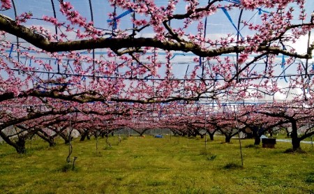 桃 先行予約 2024年 発送 錦の水蜜桃 2kg 約5玉～8玉 もも モモ フルーツ 果物 デザート 配送不可：離島