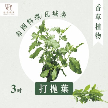 【拈花微笑】打拋葉｜3吋｜香草植物｜食用植物｜調味料｜泡茶飲用｜沙拉｜甜點｜藥用｜精油｜觀賞