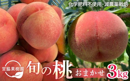 旬の桃おまかせ3kg・7～8玉（自家製有機肥料・減農薬・化学肥料無使用）