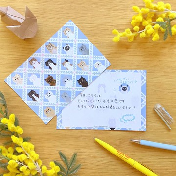 明信片 貓咪的臉龐