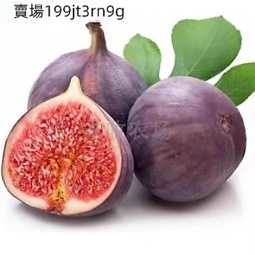 現貨🫒【無花果種子】（500粒）四季高產 水果 多年生無花果種子 四季易種活蔬菜水果種子 室外陽臺農家地栽植物果樹種籽