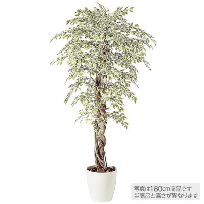 200cm 鉢植 観葉植物の検索結果 | LINEショッピング