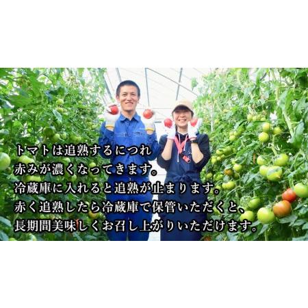 ふるさと納税 てるて姫小箱 約800g×1箱糖度9度以上 ブランドトマト フルーツトマト トマト とまと.. 茨城県桜川市