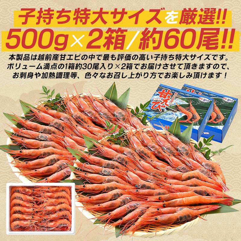 甘エビ 甘えび 特大 子持ち 刺身 1kg 500g×2箱 約60尾 冷凍 越前甘エビ 福井県 お歳暮 ギフト