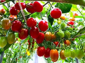 農遊超市 - 台北 | 清香休閒農場-採小番茄-單人體驗券