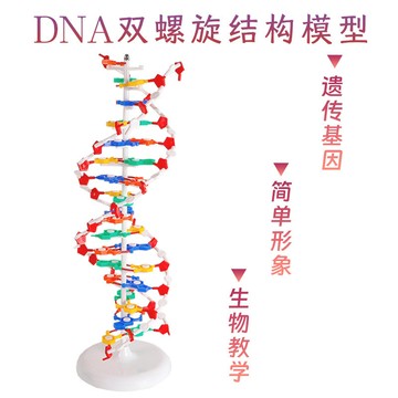 「六鑫科教」DNA雙螺旋結構模型大號演示鹼基對遺傳基因生物科學教學器材