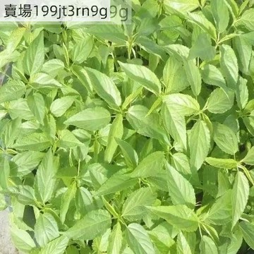 現貨農家老品種潮汕黃麻葉種子（白麻葉）（250粒）四季種植 麻薏 麻芛 (ㄨㄟˇ)野菜~帝王菜種子~四季種植盆栽蔬菜種子