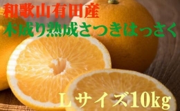 こだわりの和歌山有田産木成り熟成さつき八朔 10kg(Lサイズ) ※2024年4月上旬～4月下旬ごろ順次発送