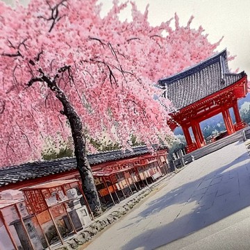 419櫻嵐境Sakura Aura