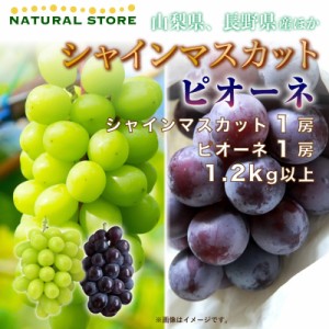 [最短順次発送]  シャインマスカット 1房 ピオーネ 1房 計1.2kg 山梨県 夏ギフト 秋ギフト  果実ギフト