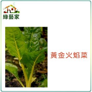 【綠藝家 】大包裝A42.黃金火焰菜種子30克(約2000顆) (黃金菾菜、君達菜、甜菜)
