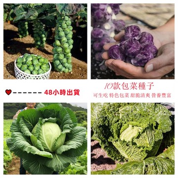 12h出貨 甘藍種子（80粒）高麗菜 綠甘藍 紫甘藍種子 甘藍菜籽 包菜種子 卷心菜種子 特大甘藍種子 小院陽台中種植