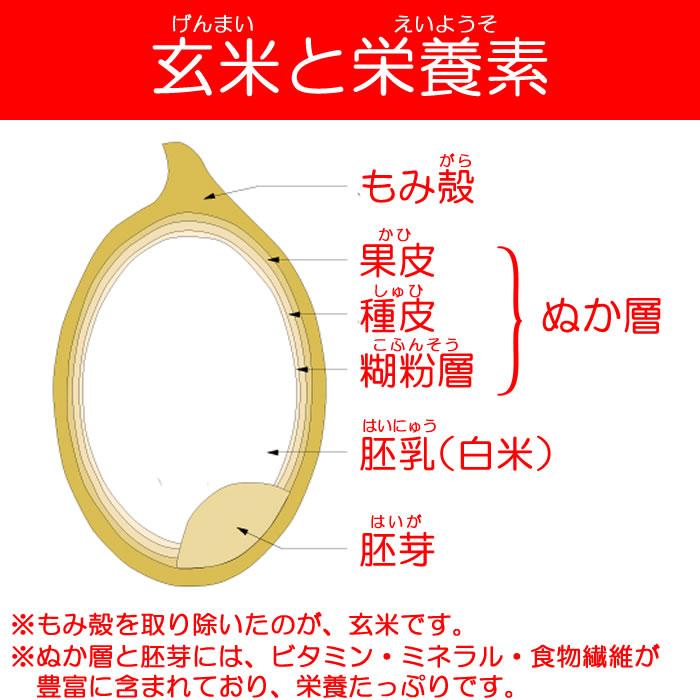 埼玉県産コシヒカリ25kg 玄米 道の駅おかべ