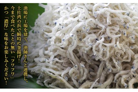 釜揚げちりめん（しらす）約1.5kg （約500ｇ×3袋）鮮度日本一を目指します！浜で瞬時に釜揚げ