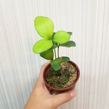 P老闆園藝~闊葉鐵樹 3吋盆