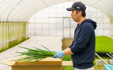 生産農家直送　京野菜・九条ねぎ　2kg×6回