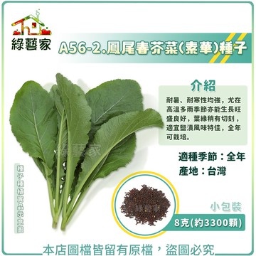 【綠藝家】A56-2.鳳尾春芥菜(素華)種子8克(約3300顆) (鹽漬風味特佳)