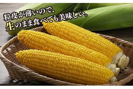 あさひやま動物園ライオンコーン約4kg(ゴールドラッシュ10本)2024年8月下旬～発送開始予定