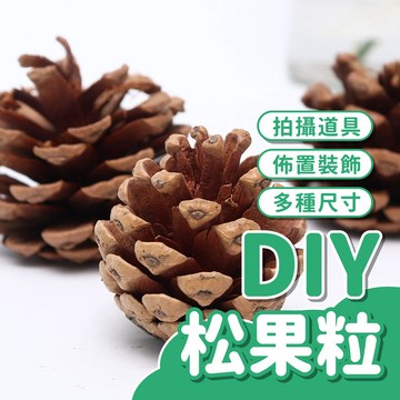 【原色】松果 天然松果 聖誕節松果 聖誕裝飾 耶誕節松果 DIY花材 毬果 果實 聖誕花圈 DIY手做 聖誕果 拍照道具