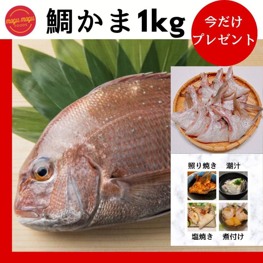 鮭ハラス 2kg 更に鯛かま1kgプレゼント 特大鮭はらす 冷凍養殖銀鮭