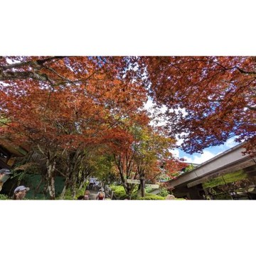 宜蘭旅遊｜紫葉槭火紅如楓~太平山森林浴.原始林步道.全球最美見晴步道一日｜大人囝仔_25TEYLNTAI