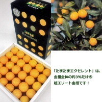 ＜完熟キンカン「たまたまEX」エクセレント 2L×1kg １箱＞2024年2月上旬～2月下旬迄に順次出荷 金柑 柑橘 果物