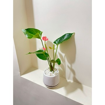 蒲田&火鶴、粉冠軍、粉紅火鶴花..俗稱紅掌、安祖花、花燭..觀葉植物..