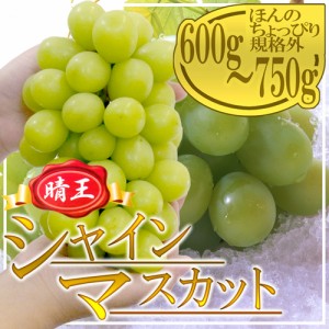 岡山産 ”シャインマスカット「晴王」” 大房 1房 約600g ぶどう