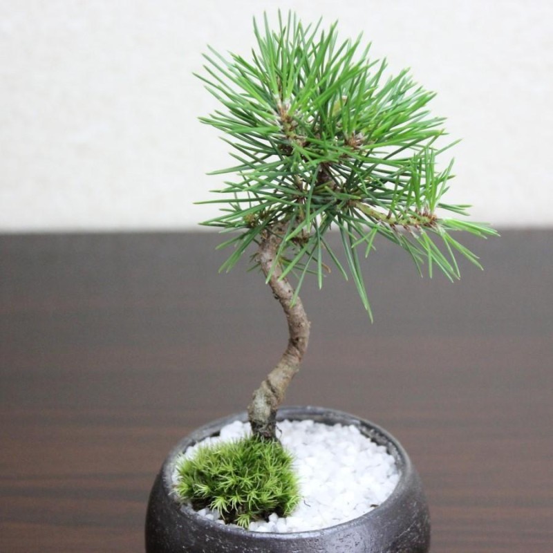 黒松 盆栽 bonsai 小品盆栽 送料無料 | LINEショッピング