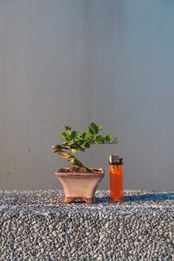 牛港刺迷你盆栽 豆盆栽