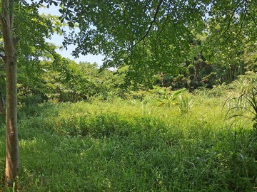 便宜 近楊梅國小 楊梅市區 楊梅交流道 都計內農地｜桃園市楊梅區大平段
