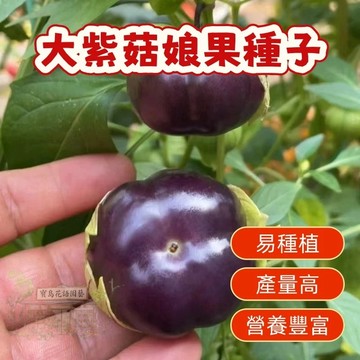 🔥🔥熱銷（大紫菇娘果種子） 台灣現貨現發 水果種子 甜度超高 營養豐富 盆栽觀賞 發芽率高達95% 耐寒耐旱易養活