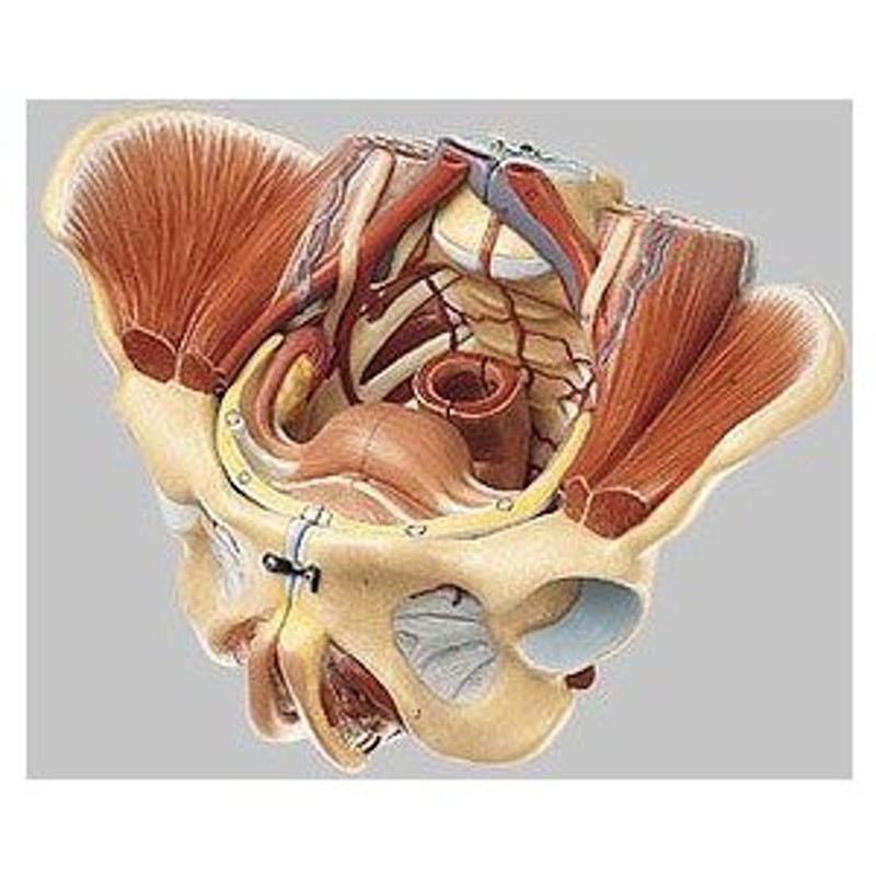 ソムソ社 女性骨盤模型 ms8/1 鍼灸 模型 | LINEショッピング