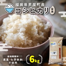 玄米 農薬不使用(栽培期間中) 福岡県芦屋町産コシヒカリ6kg