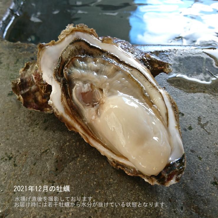 『かき大将Lサイズ15個』生食用 三陸 宮城 女川 牡蠣 殻付き 生食用 生牡蠣 カキ 生 冷蔵産地直送 BBQ 冬 ギフト お歳暮 のし対応