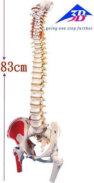 A58/3德國3B頂級成人脊椎骨模型(實用的人體模型/人骨模型/骨骼模型 