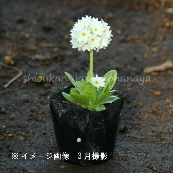 紫桜館山の花屋プリムラ デンテキュラータ 白花 9cmポット苗2ポット 宿根草 玉咲き桜草 今季開花終了