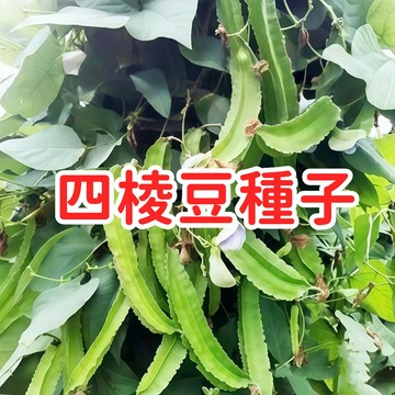 【四棱豆種子】楊桃豆 翼豆 熱帶豆科蔬菜 高蛋白 多年生 爬藤植物 庭院棚架 有機栽培 自家菜園 好種高產 健康蔬菜