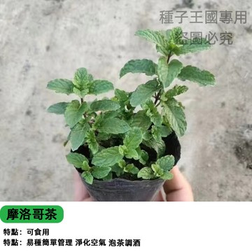 摩洛哥茶薄荷種子 摩洛哥綠薄荷 那娜薄荷 甜薄荷 香草盆栽 泡茶專用 食用香草 陽台盆栽 室內可種 料理裝飾 好種易活