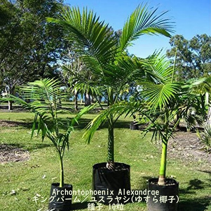 観葉植物 種子 種 Archontophoenix Alexandrae キングパーム ユスラヤシ ゆすら椰子 ヤシ科 ユスラヤシ属 常緑高木 種子10粒 通販 Lineポイント最大0 5 Get Lineショッピング