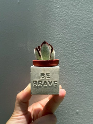 Be Brave~!! （勇敢面對）多肉磁鐵盆栽