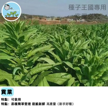 貢菜種子（梅乾菜）製作菜乾專用蔬菜~長勢好~量產~四季播種農家蔬菜種子 自種安心食材 老種子傳承