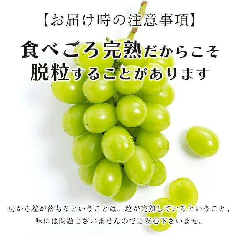 みさわのやさい シャインマスカット ぶどう マスカット 1kg?1.2kg (2?3房入り) 種なし 皮ごと 長野県産 果物