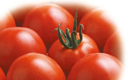 上級 二つ星 至高のフルーツトマト pomodia ポモディア 約1kg（18～30個）  農事組合法人 た・から   山梨県 中央市