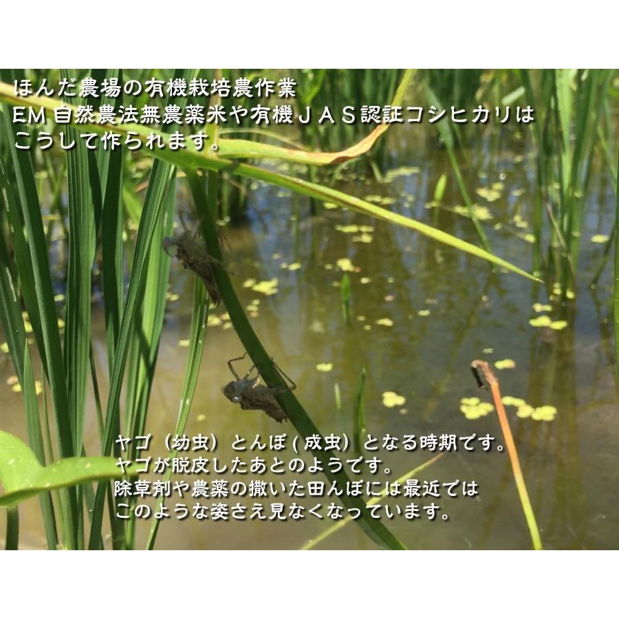 令和5年産 新米 天日干し 無農薬 有機米 天日干稲架かけ コシヒカリ 玄米 2kg 天地の誉